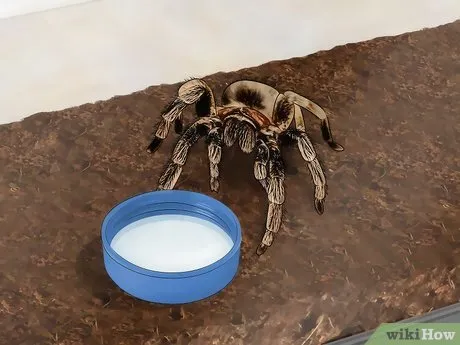 21266 tarantula water