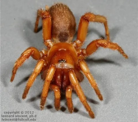 21267 okinawa trapdoor tarantula appearance