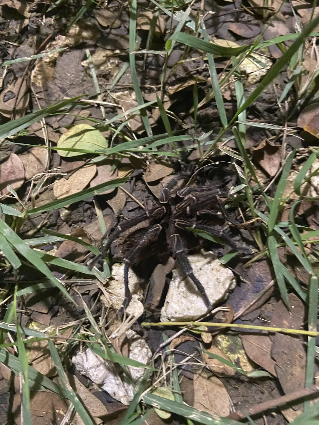 21267 okinawa trapdoor tarantula burrow