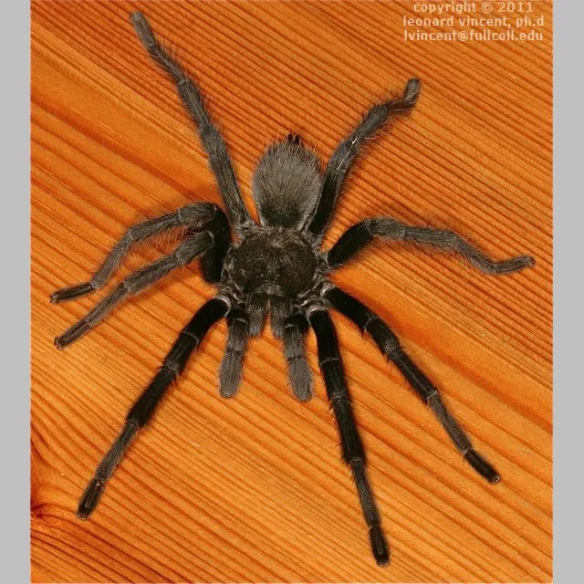 21267 okinawa trapdoor tarantula habitat