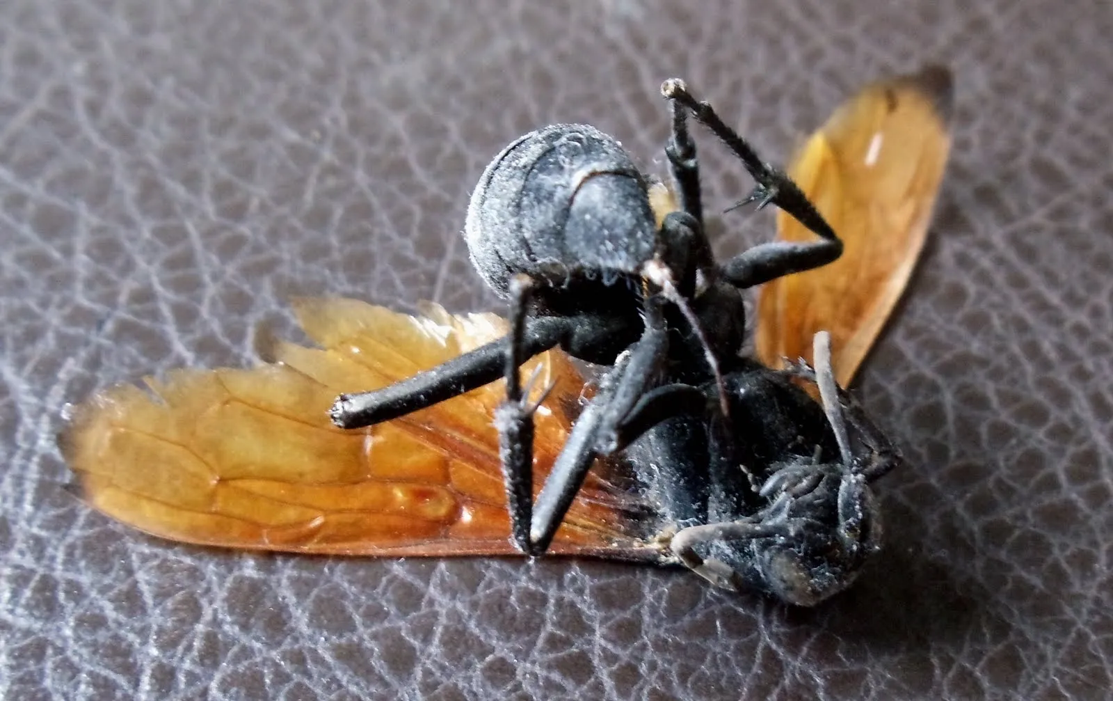 21267 okinawa trapdoor tarantula threats