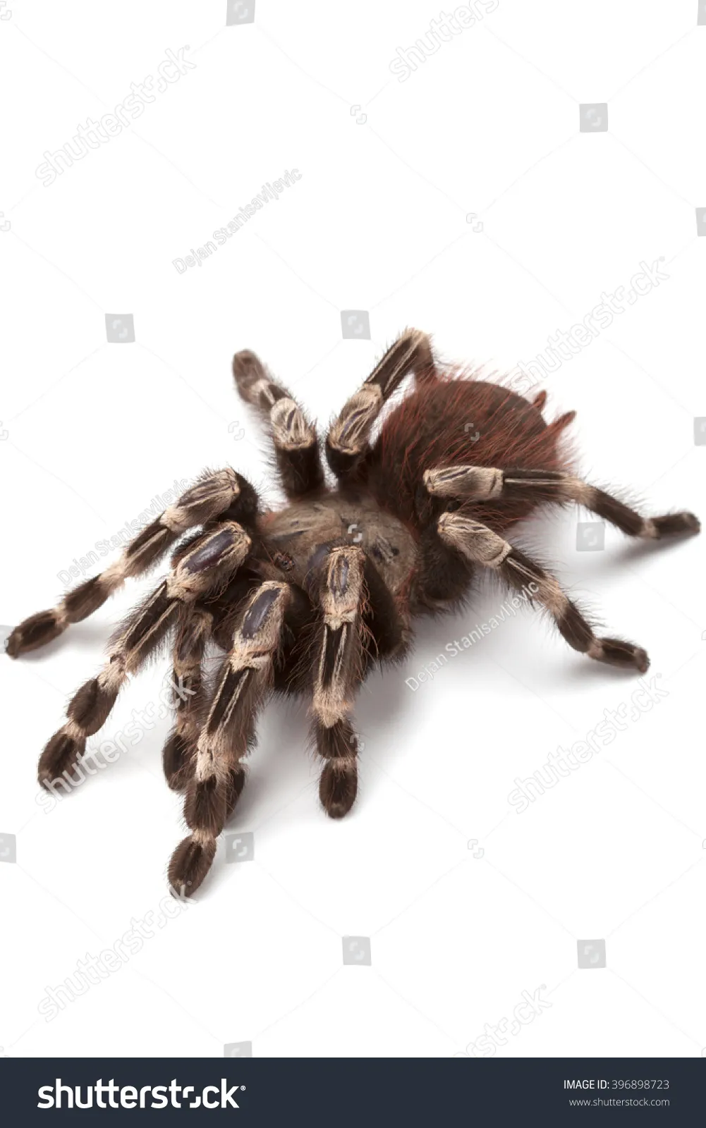 21268 brazilian red white tarantula enclosure