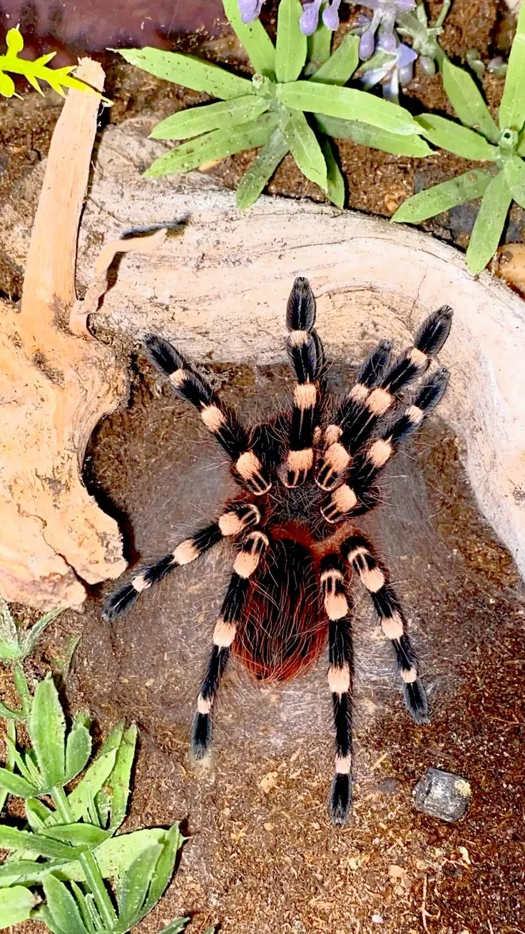 /img/21268-brazilian-red-white-tarantula-feeding-frequency.webp