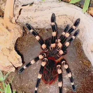 /img/21268-brazilian-red-white-tarantula-feeding-frequency.webp