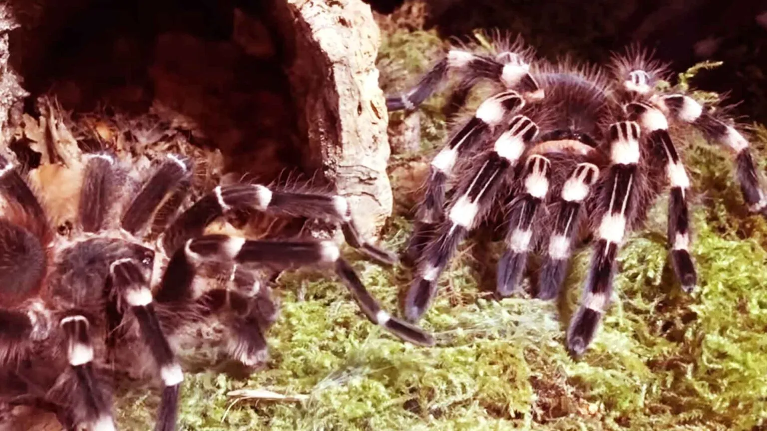 21268 brazilian red white tarantula handling