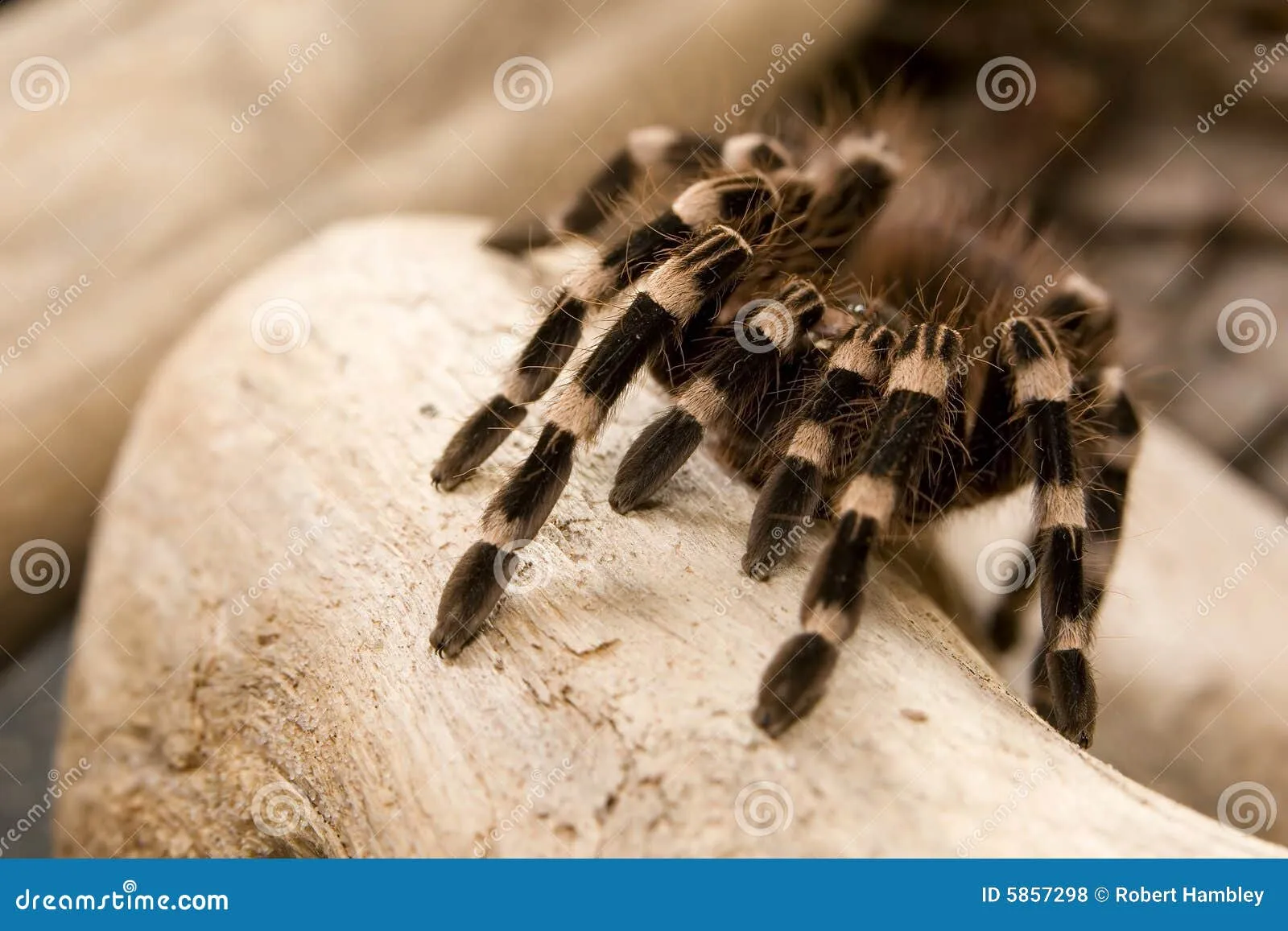 21268 brazilian red white tarantula healthy
