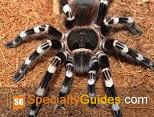 21268 brazilian red white tarantula substrate