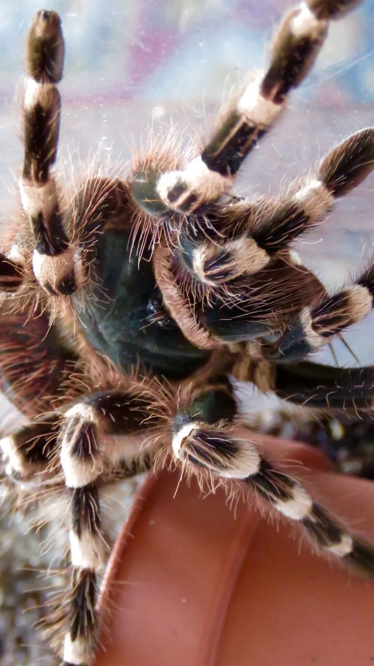 21268 brazilian red white tarantula water