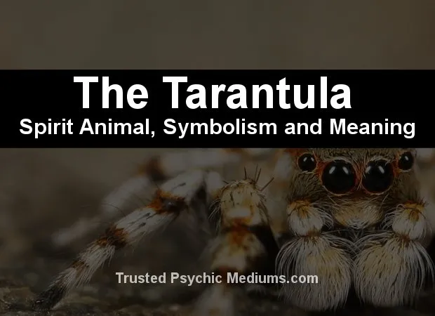 21269 tarantula eyes