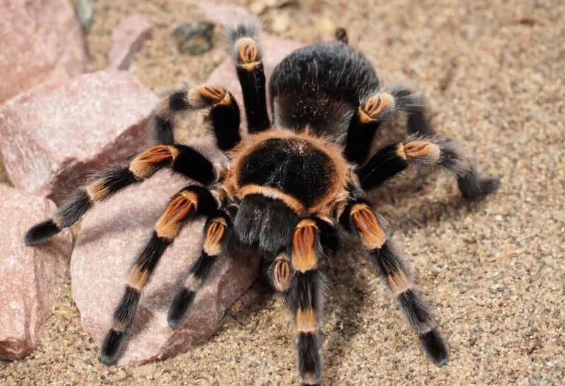 21270 tarantula hunting