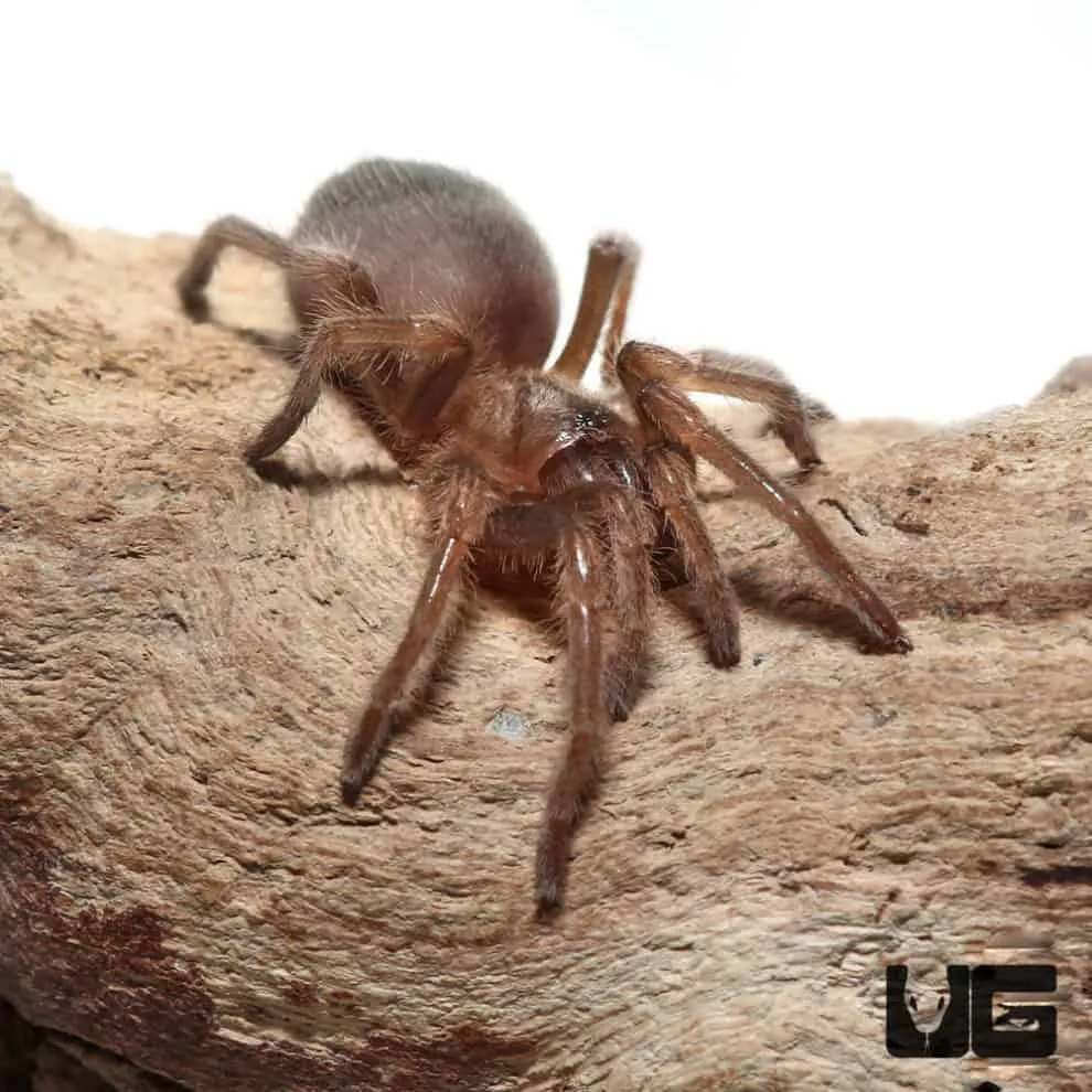 21271 red knee tarantula habitat