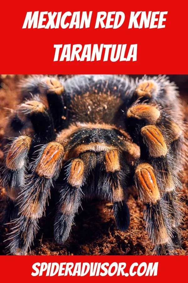 21271 tarantula enclosure