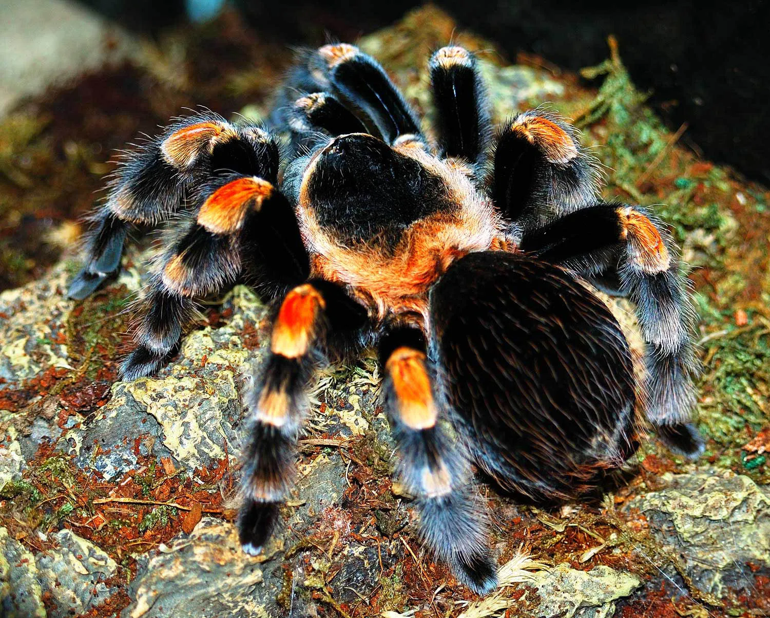 21271 tarantula feeding