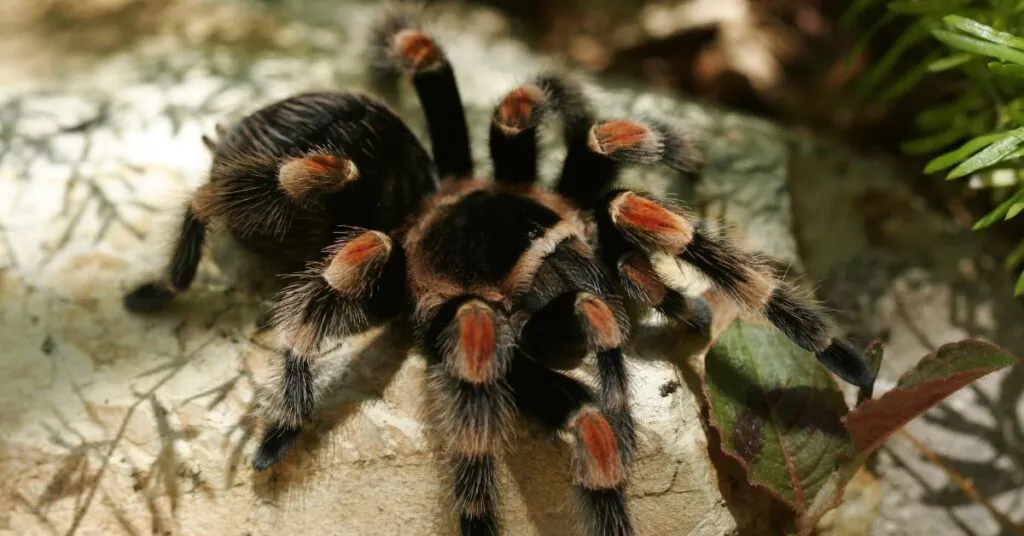 /img/21271-tarantula-handling.webp