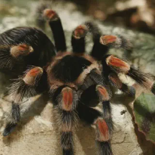 /img/21271-tarantula-handling.webp