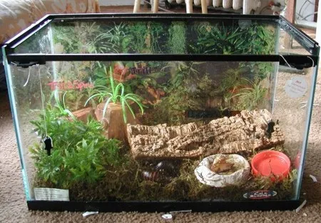 21272 tarantula cage uk accessories