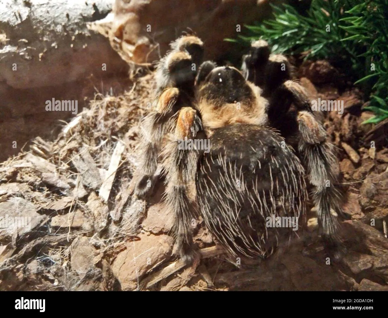 /img/21272-tarantula-cage-uk-hiding.webp