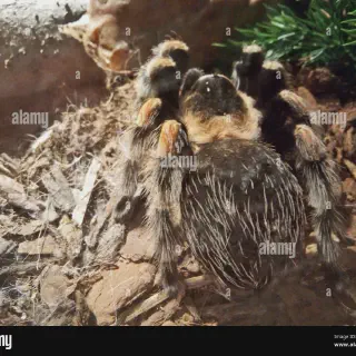 /img/21272-tarantula-cage-uk-hiding.webp