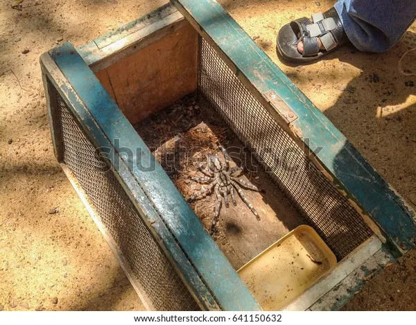 21272 tarantula cage uk substrate