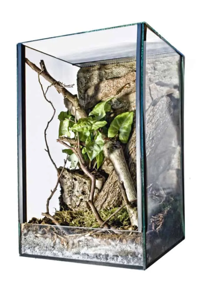 21272 tarantula cage uk water