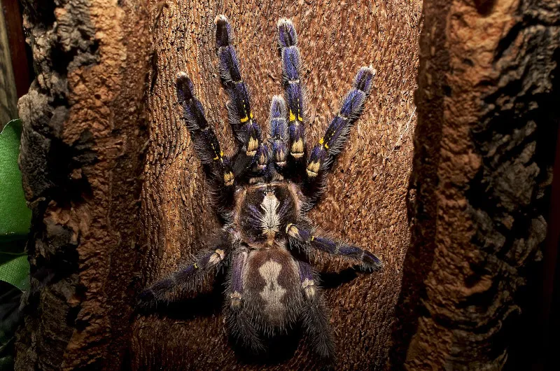 21274 sapphire gooty tarantula closeup