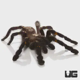 /img/21274-sapphire-gooty-tarantula-handling.webp