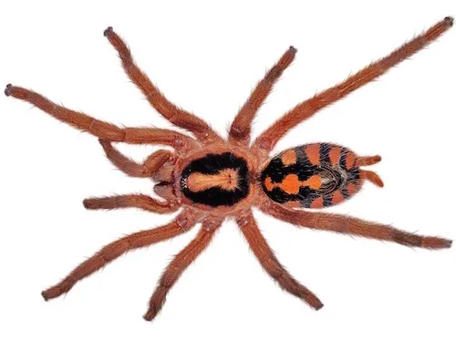 21275 tarantula for sale uk