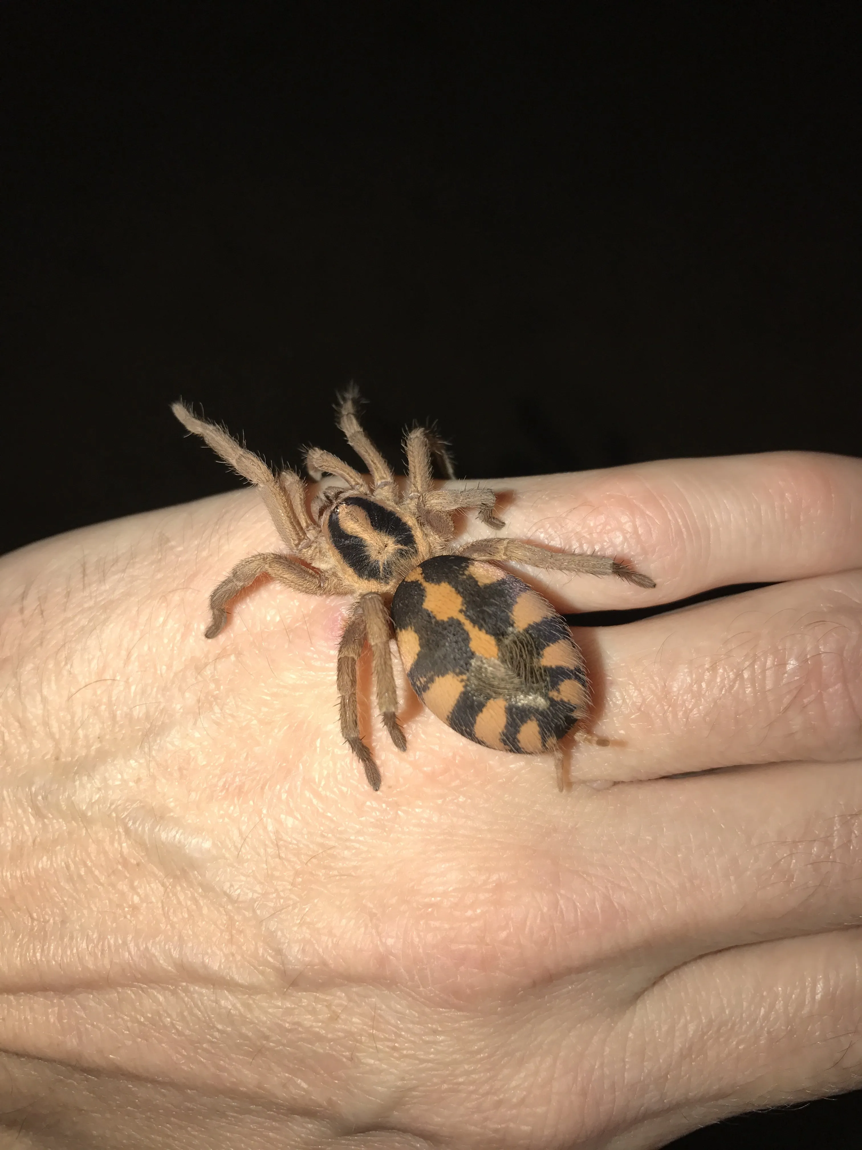 21275 tarantula species
