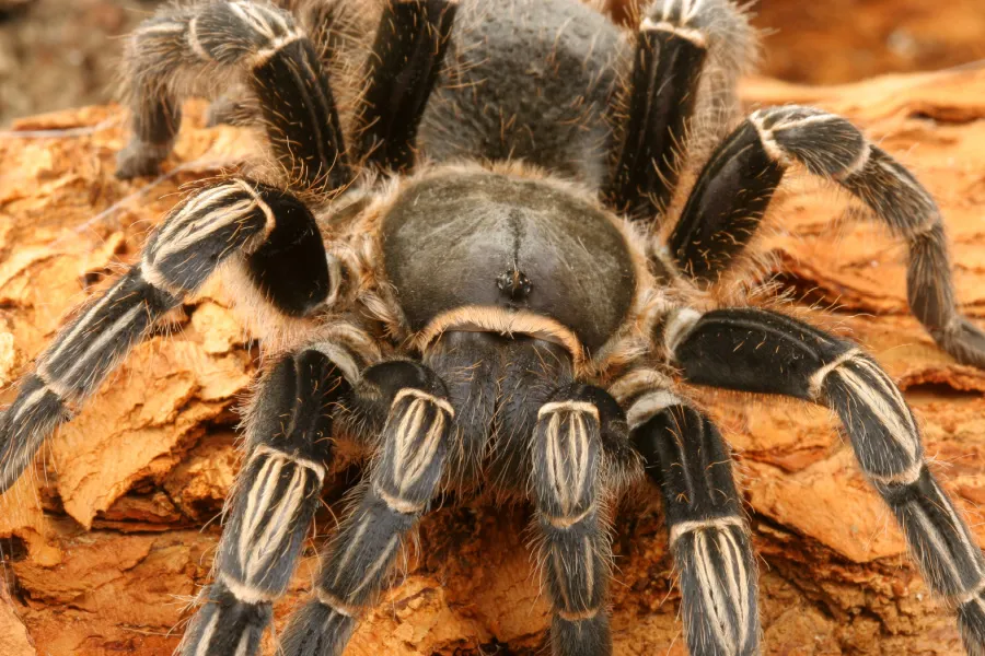 21276 zebra tarantula camera setup