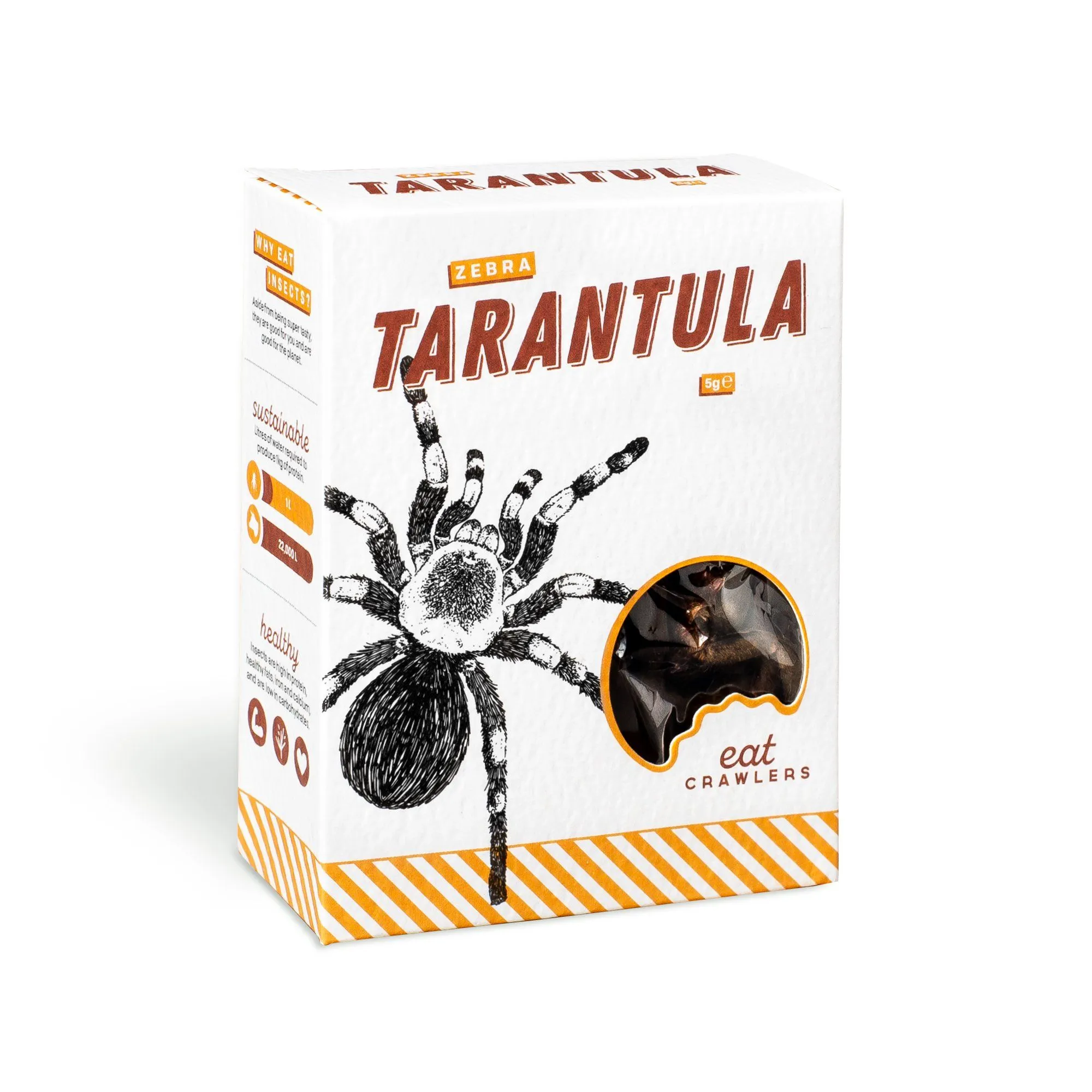 21276 zebra tarantula eating 2