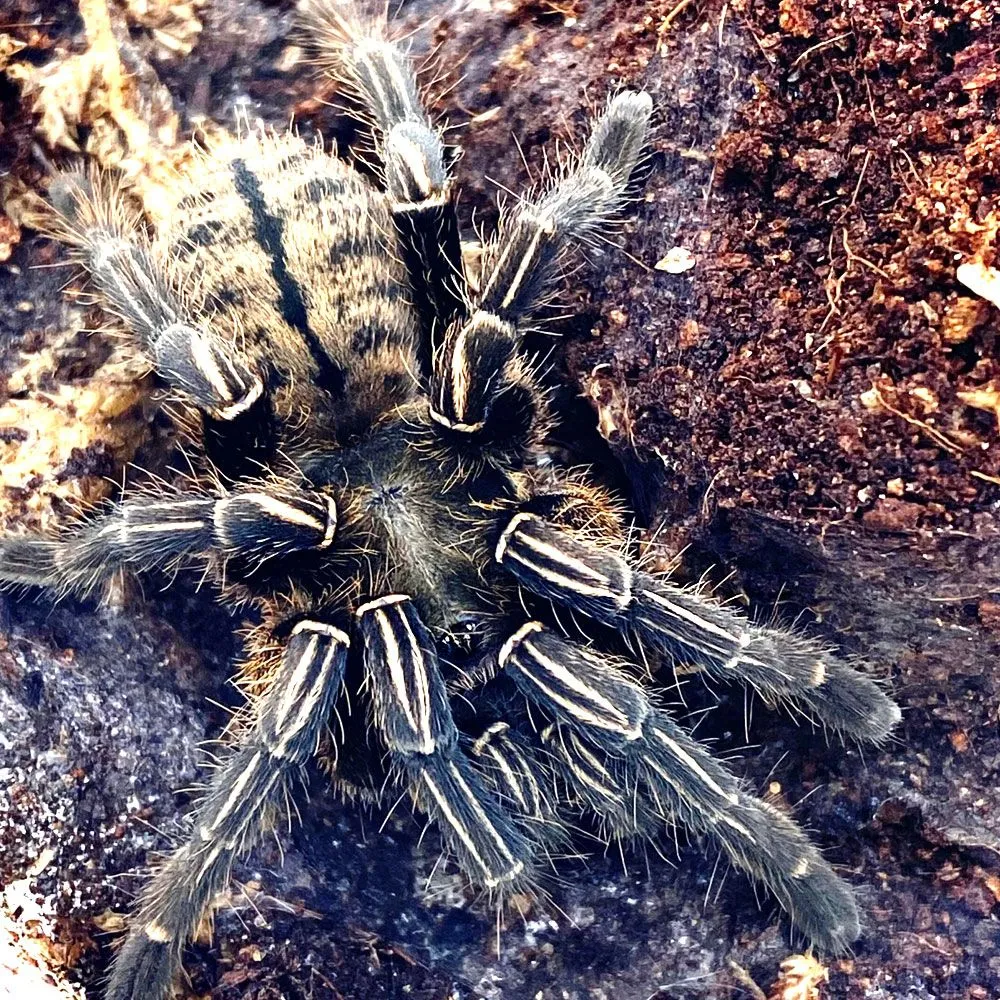 21276 zebra tarantula feeding 1