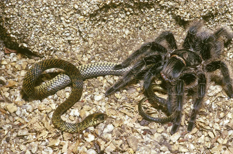 21276 zebra tarantula molting