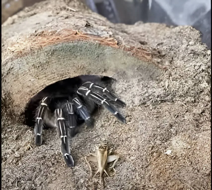 21276 zebra tarantula prey