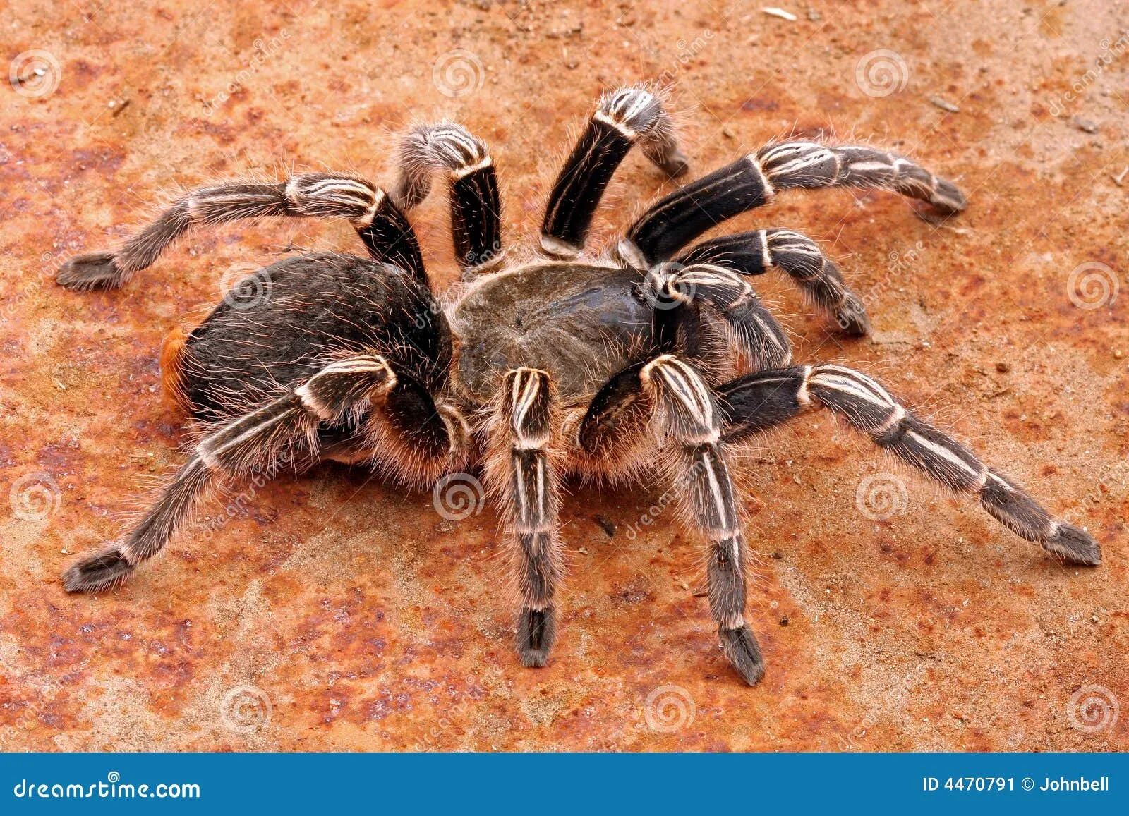 /img/21276-zebra-tarantula-tank.webp