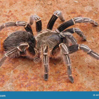 /img/21276-zebra-tarantula-tank.webp