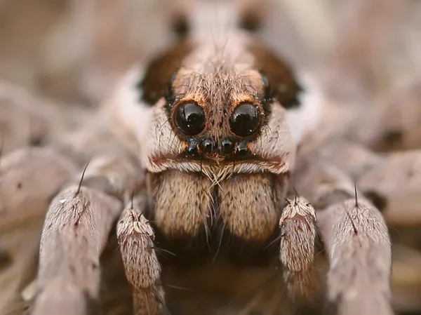 21277 false widow spider