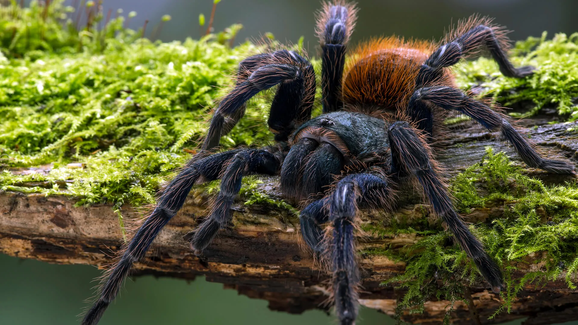 /img/21277-spider-habitat.webp