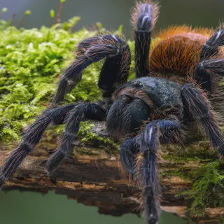 /img/21277-spider-habitat.webp