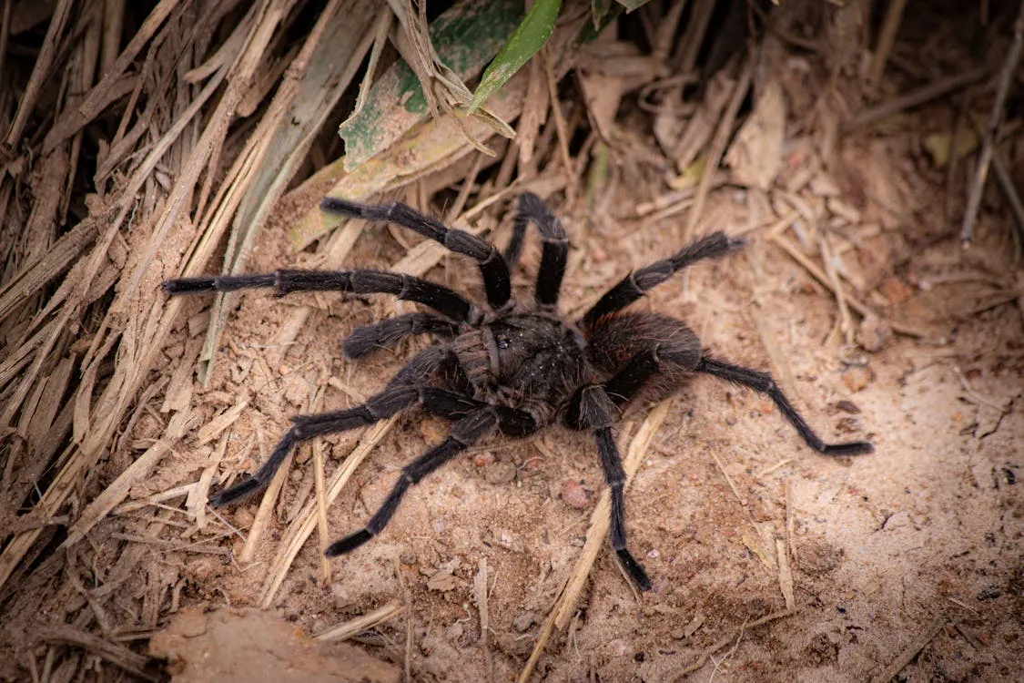 21277 trapdoor spider