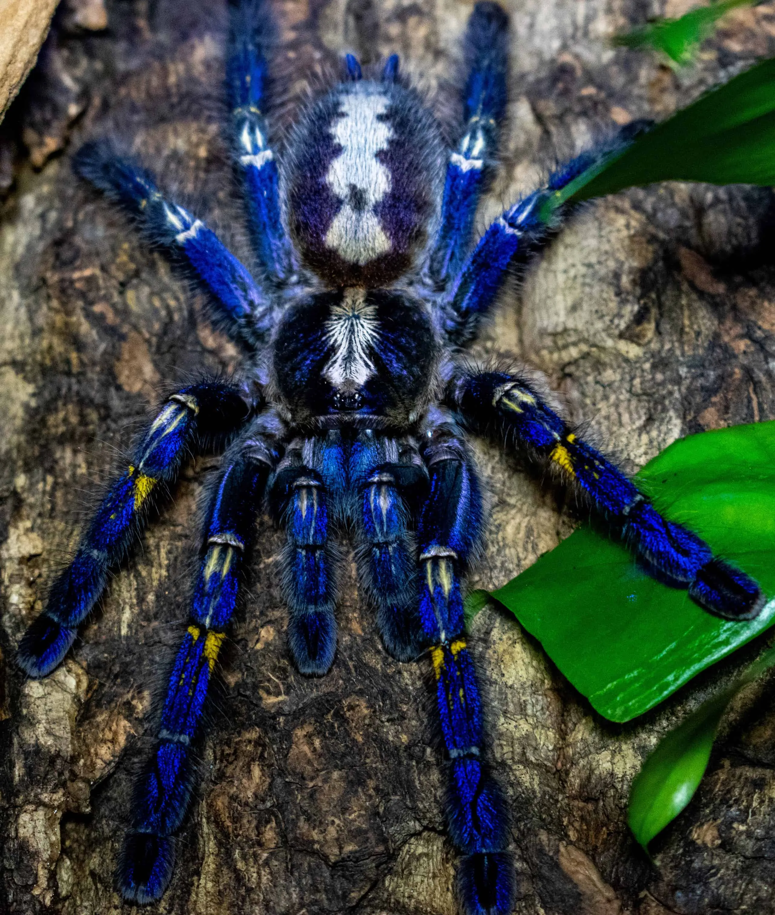 21277 wolf spider