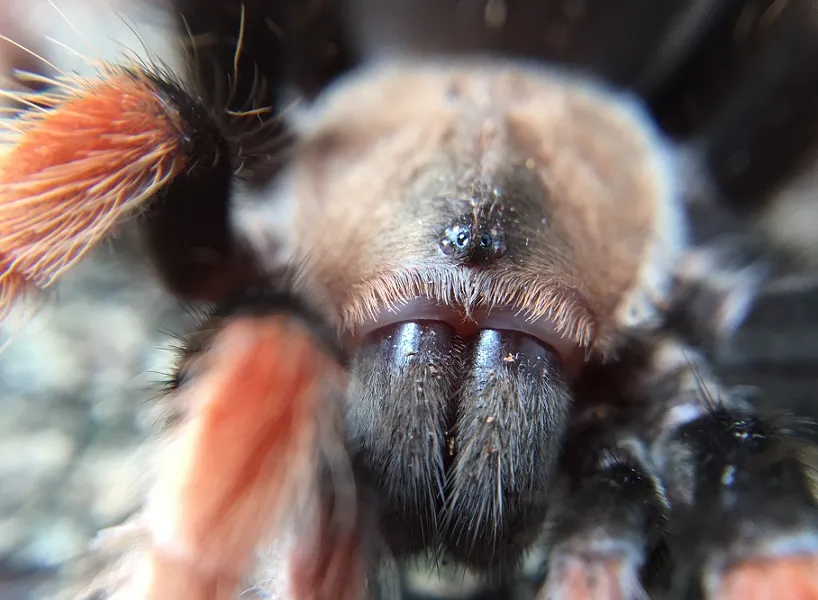 21279 cleaning tarantula bite