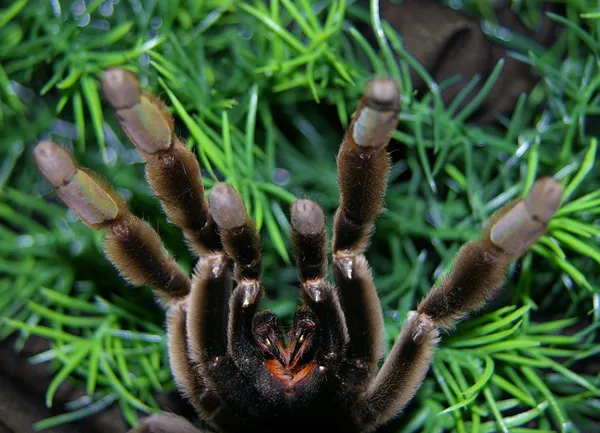 21279 tarantula bite home care