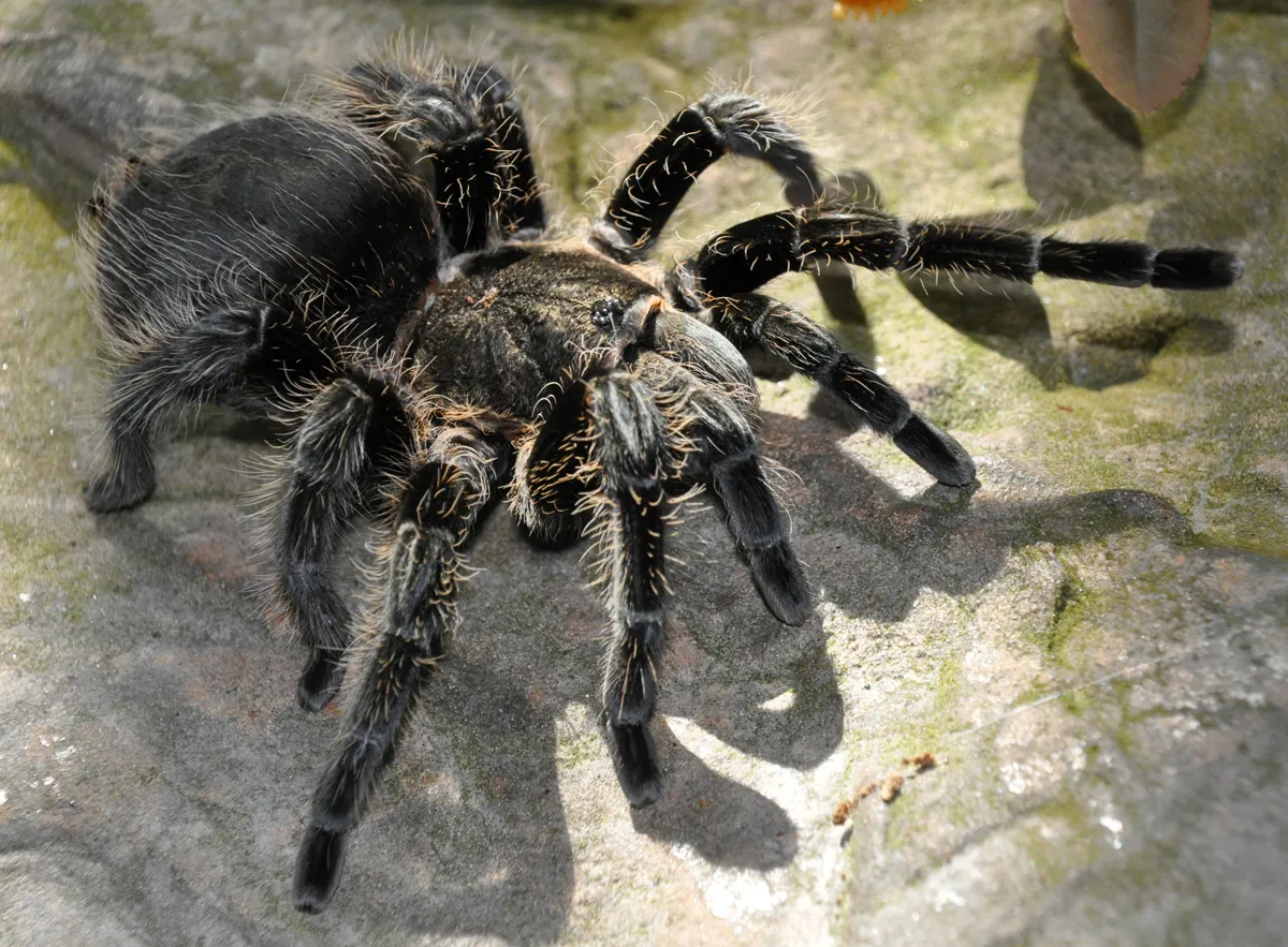 /img/21280-goliath-tarantula-conservation.webp