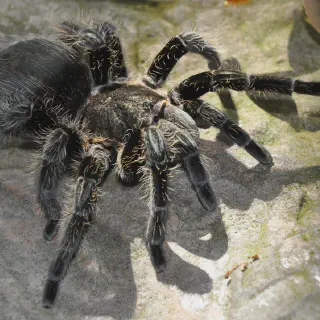 /img/21280-goliath-tarantula-conservation.webp