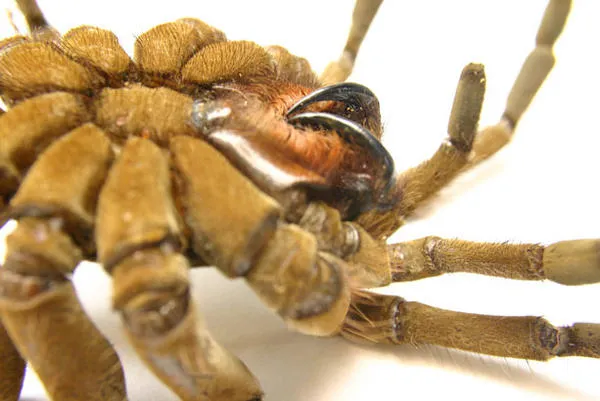 21280 goliath tarantula defense