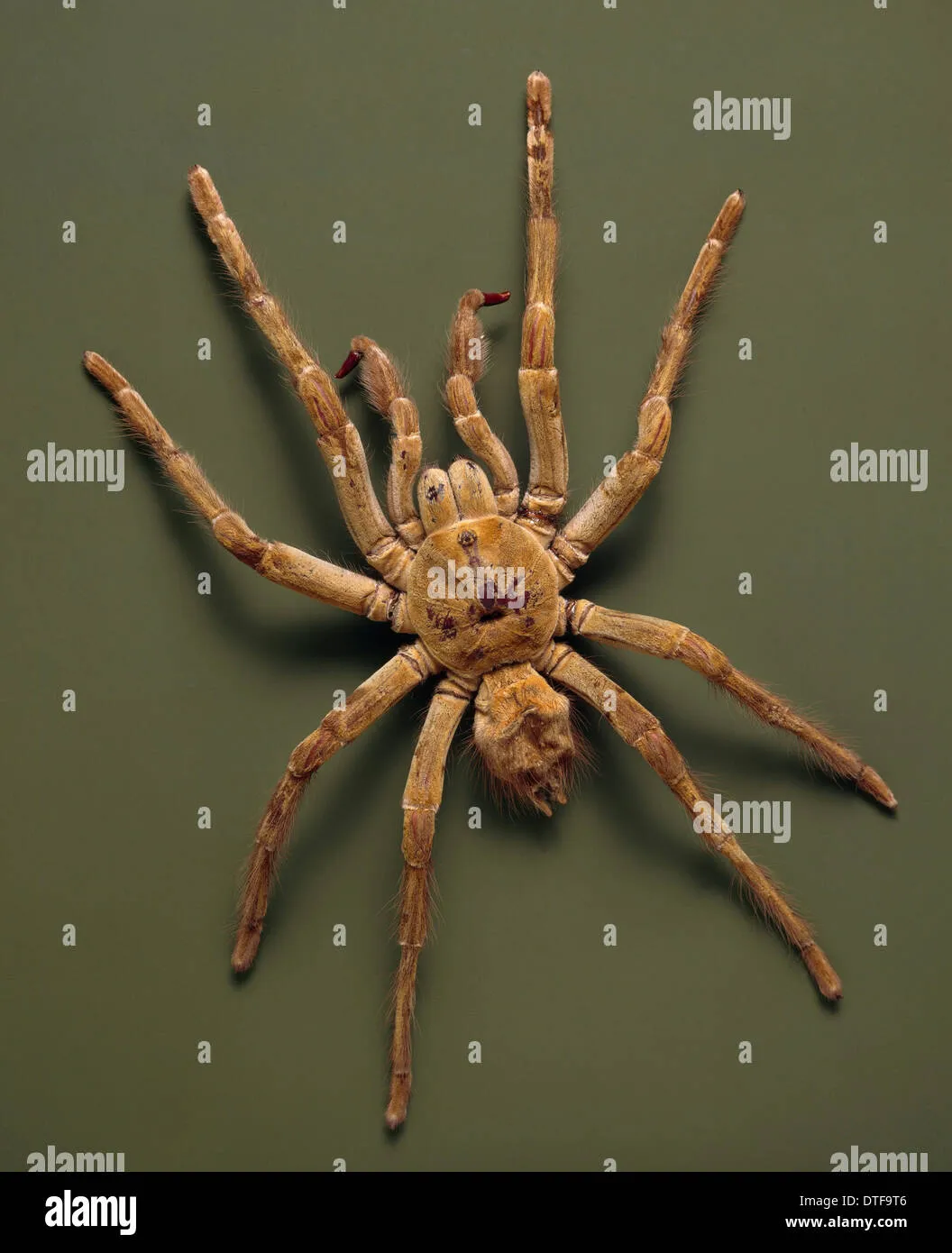 21280 goliath tarantula pet