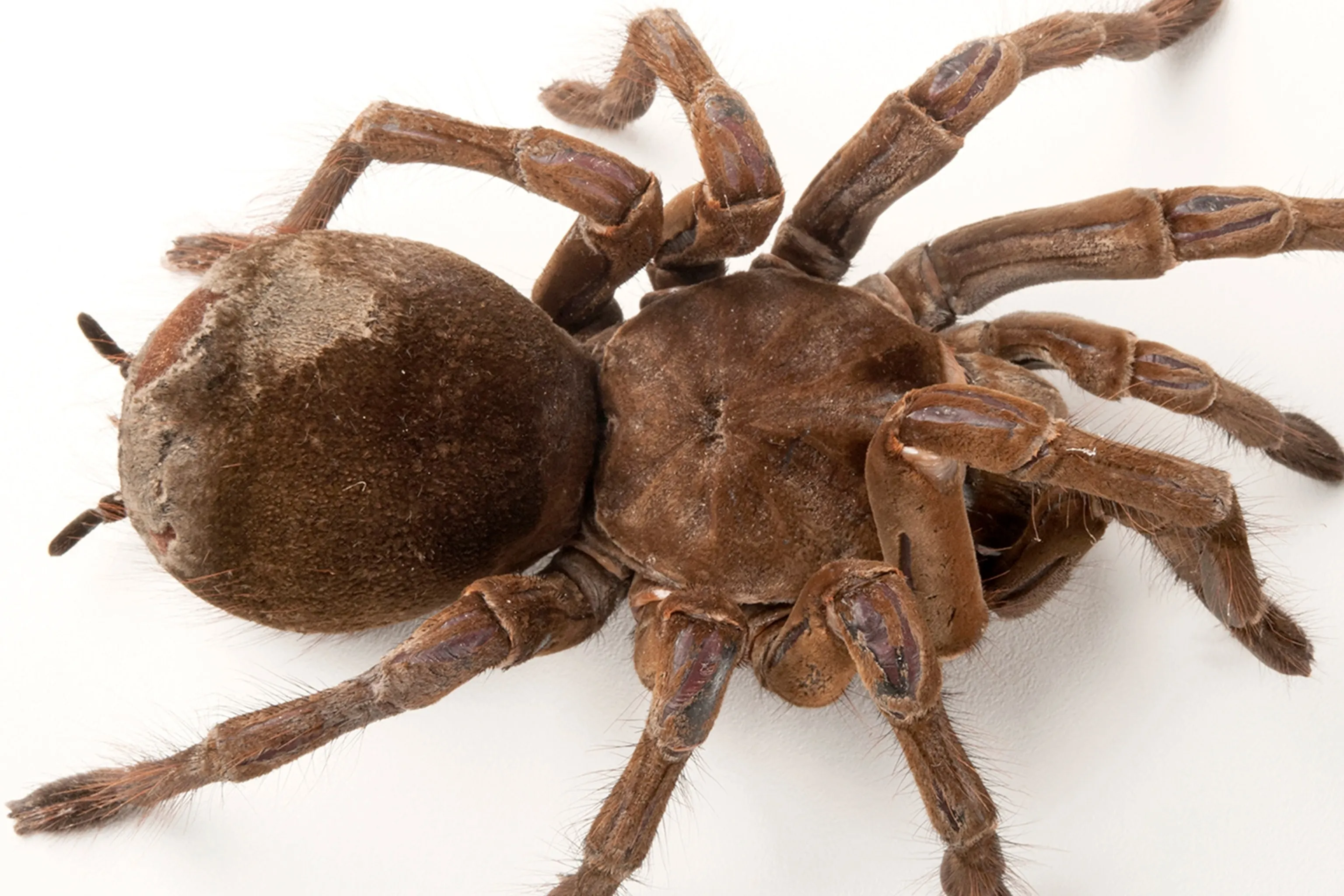 21280 tarantula bite