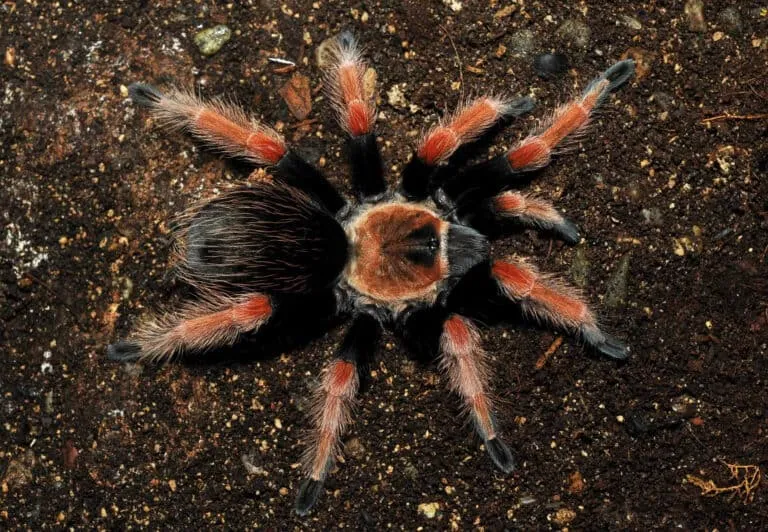 21281 mexican fireleg tarantula enclosure