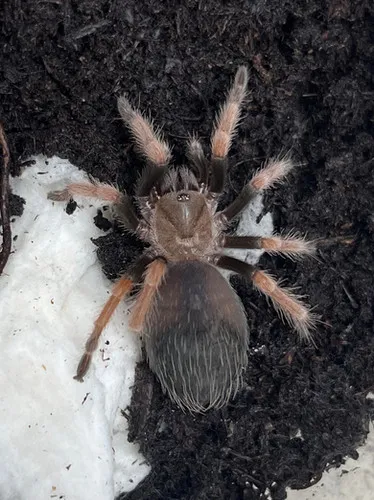 21281 mexican fireleg tarantula feeding