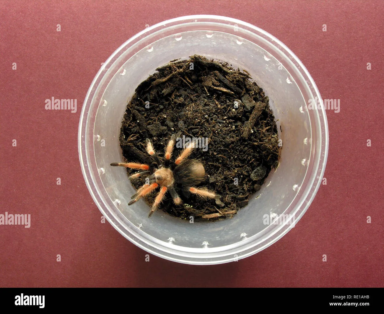 21281 mexican fireleg tarantula handling